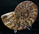 Beautiful Inch Cut and Polished Ammonite Pair #6187-3